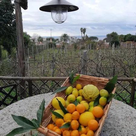Il Vitigno Di Dioniso Forio (Isola d'Ischia)